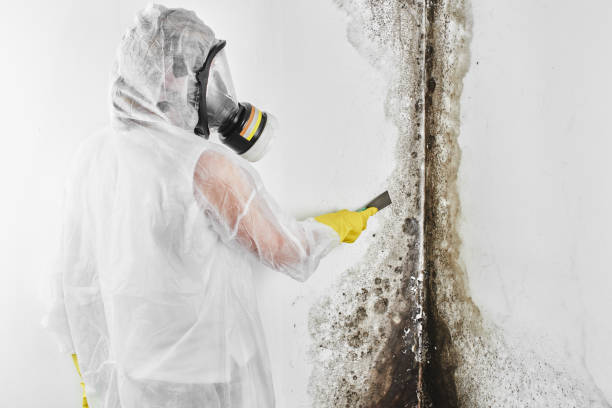 Best Black Mold Removal  in Staffd, OR