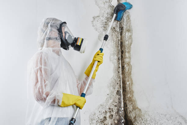 Best Black Mold Removal  in Staffd, OR