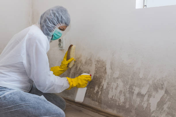 Mold Removal Process in Stafford, OR