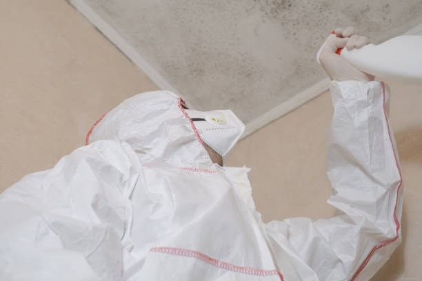 Professional Mold Removal in Stafford, OR