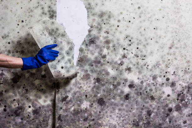 Best Mold Cleaning Services  in Staffd, OR