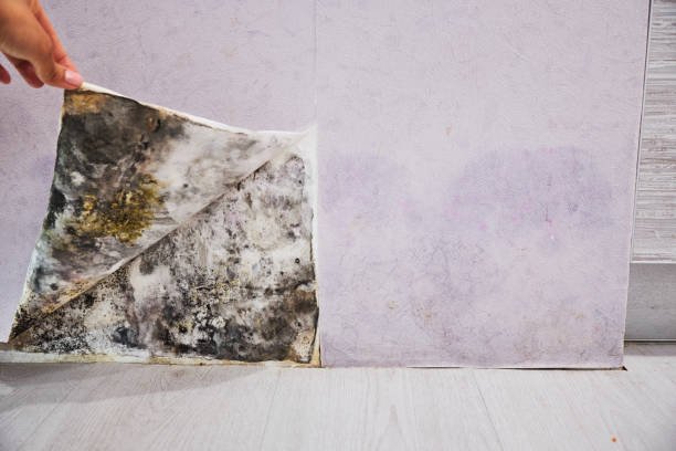 Best Certified Mold Removal  in Staffd, OR